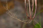 Flat spiked sedge